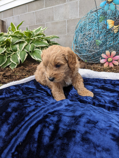 GOLDENDOODLE (05/03) MALE