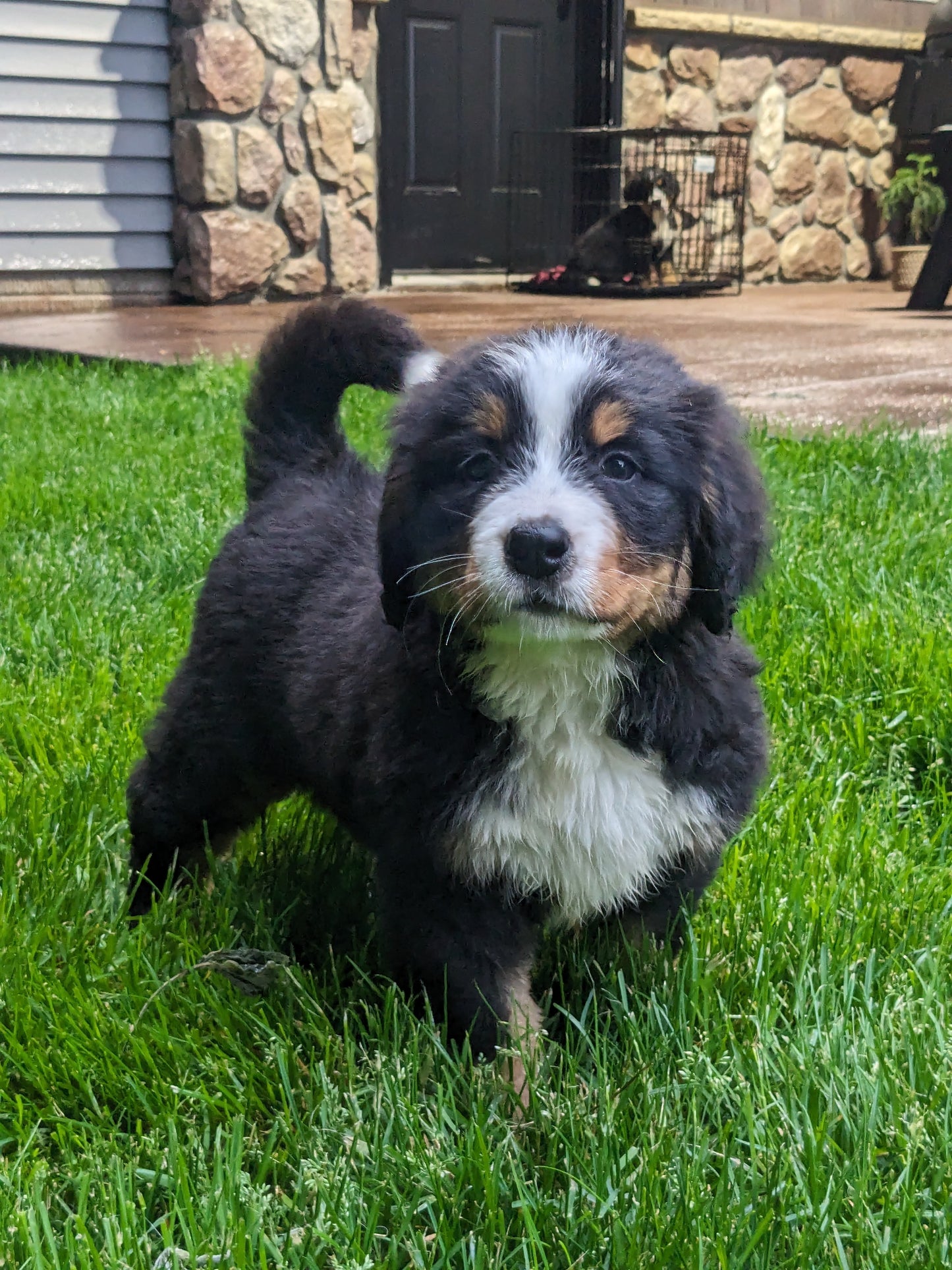 BERNESE MOUNTAIN DOG (03/21) FEMALE