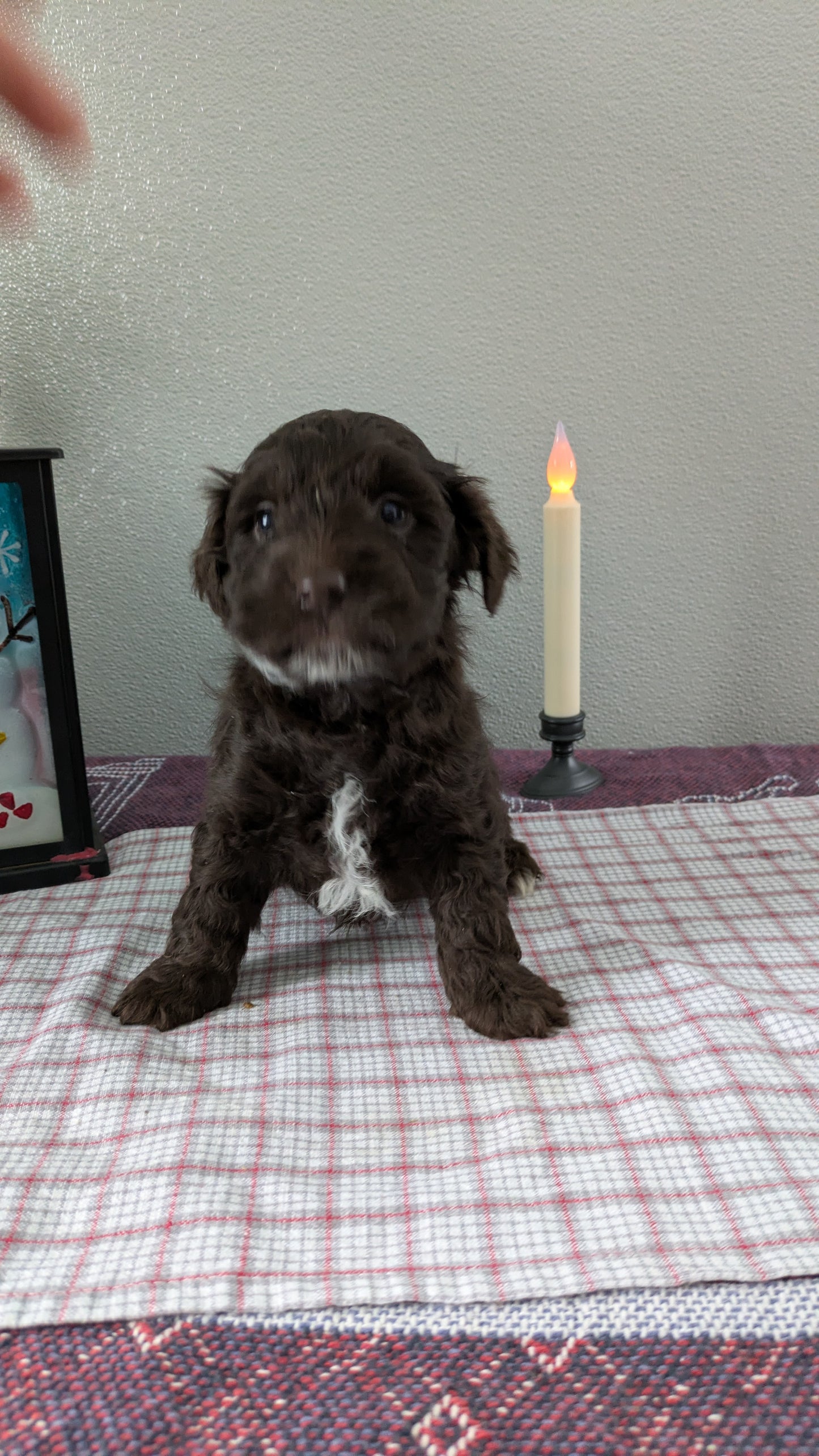 MINI LABRADOODLE (11/26) MALE