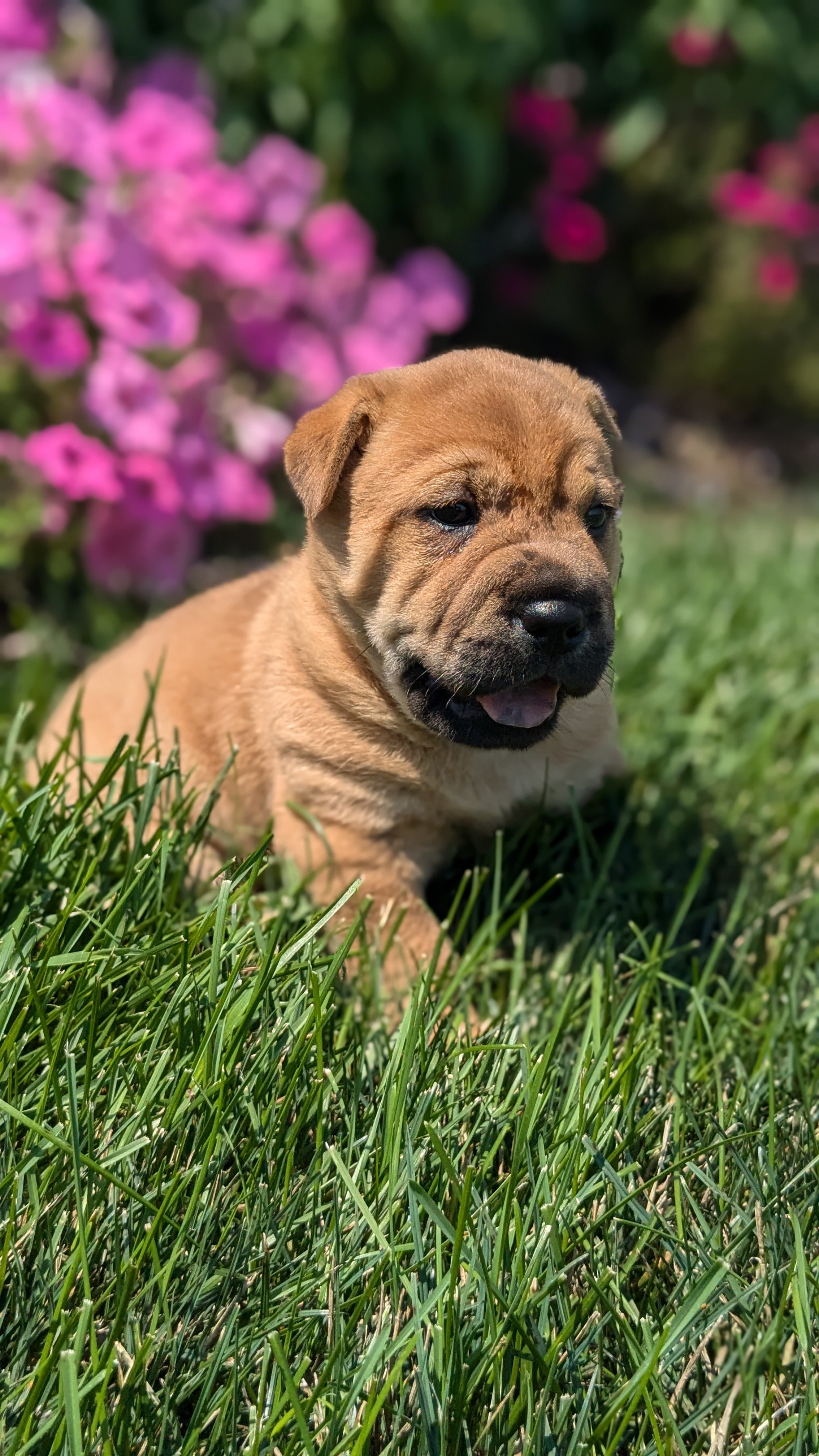 Shar pei cross poodle fashion