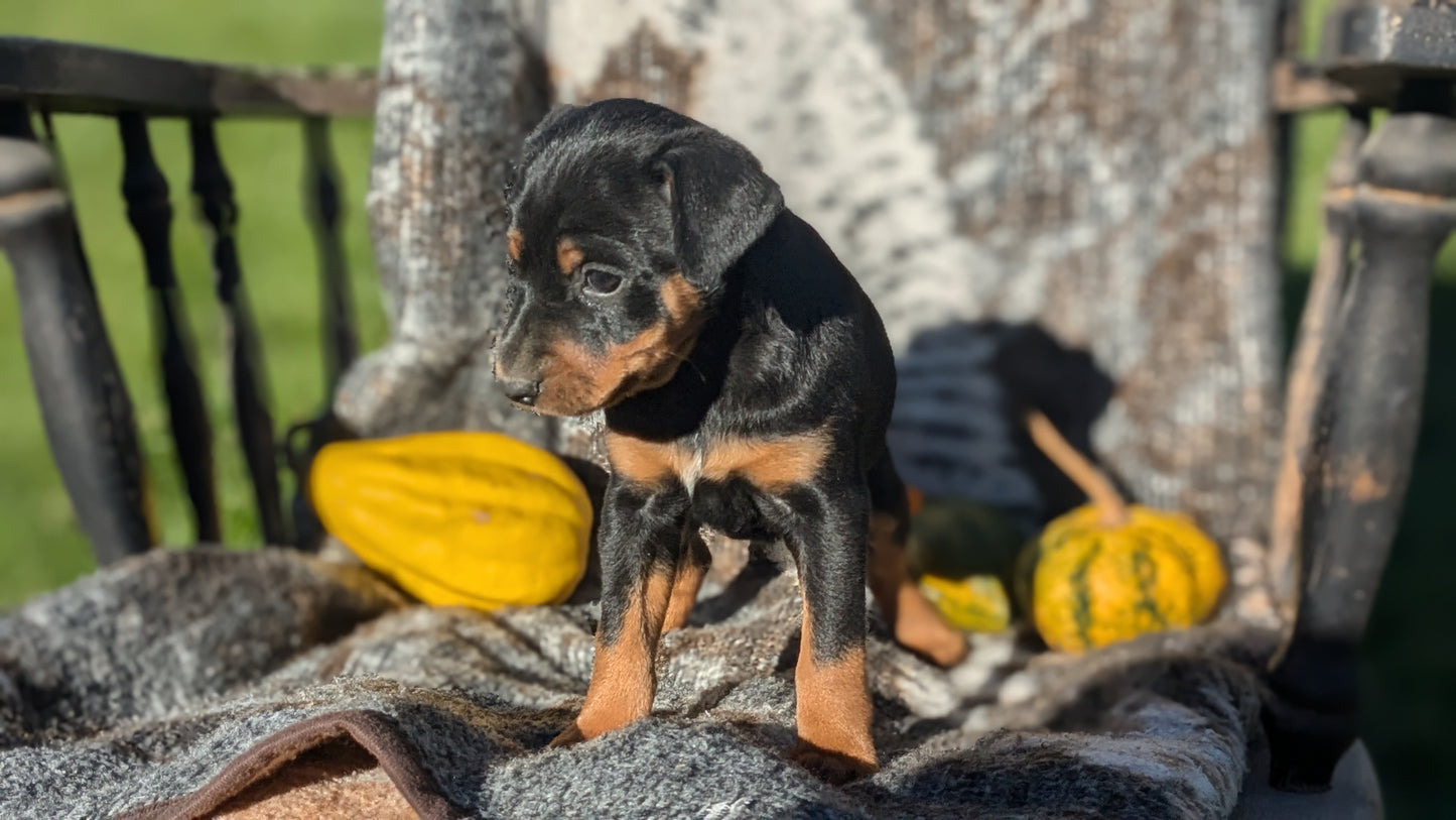 MINI PINSCHER (08/24) MALE