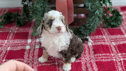 MINI BERNEDOODLE (11/07) FEMALE