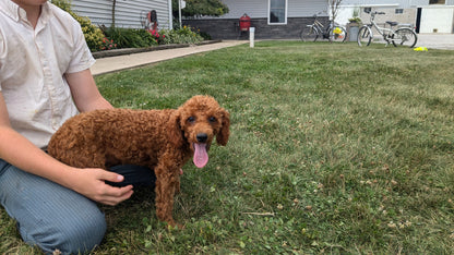 TOY POODLE (03/08) MALE