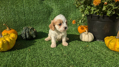 CAVAPOO (08/13) FEMALE