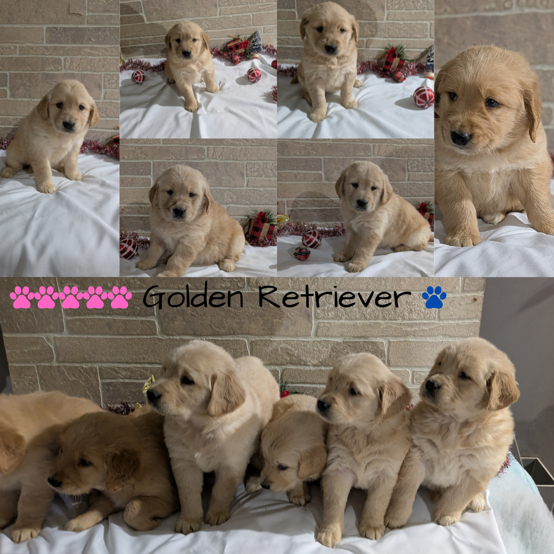 GOLDEN RETRIEVER (11/11) FEMALE