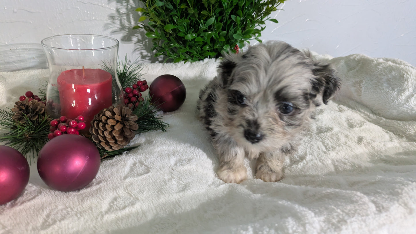 SHIHPOO (10/27) FEMALE