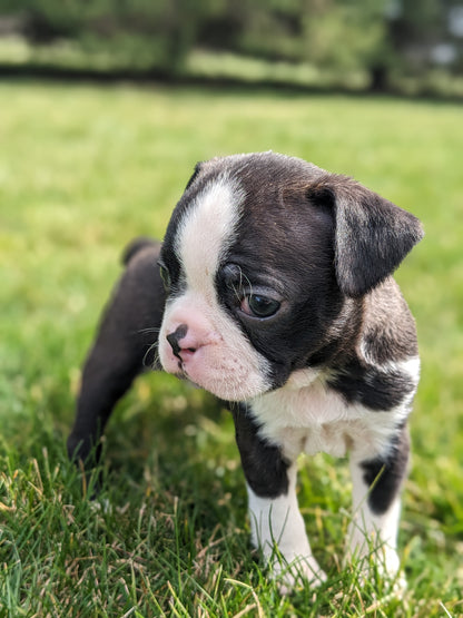 BOSTON TERRIER (FEMALE) 02/04