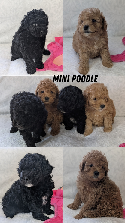 MINI POODLE (01/10) FEMALE