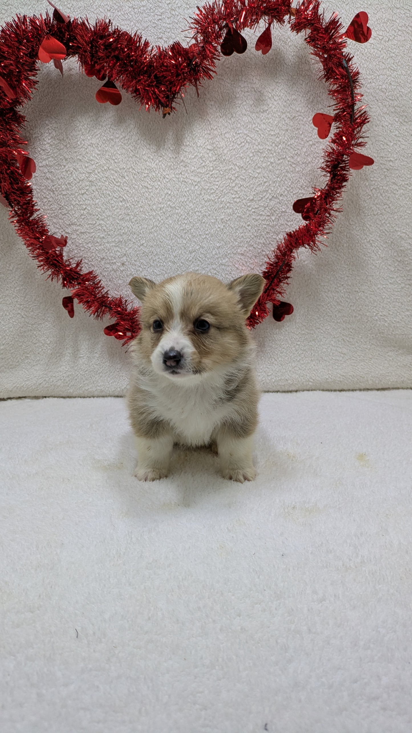 CORGI (12/19) MALE