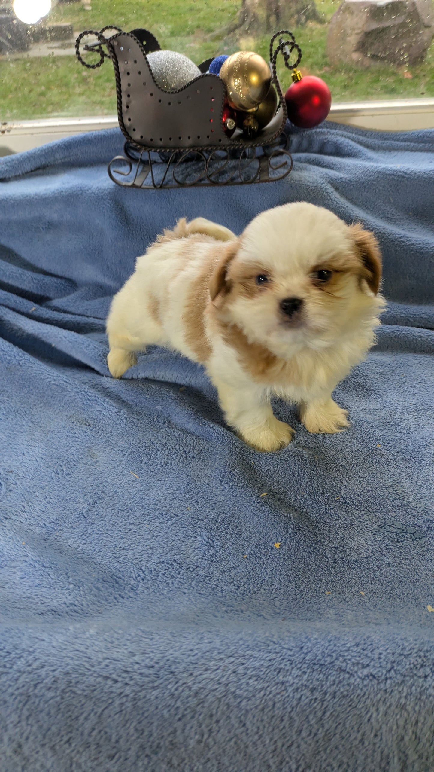 SHIH TZU (10/30) MALE