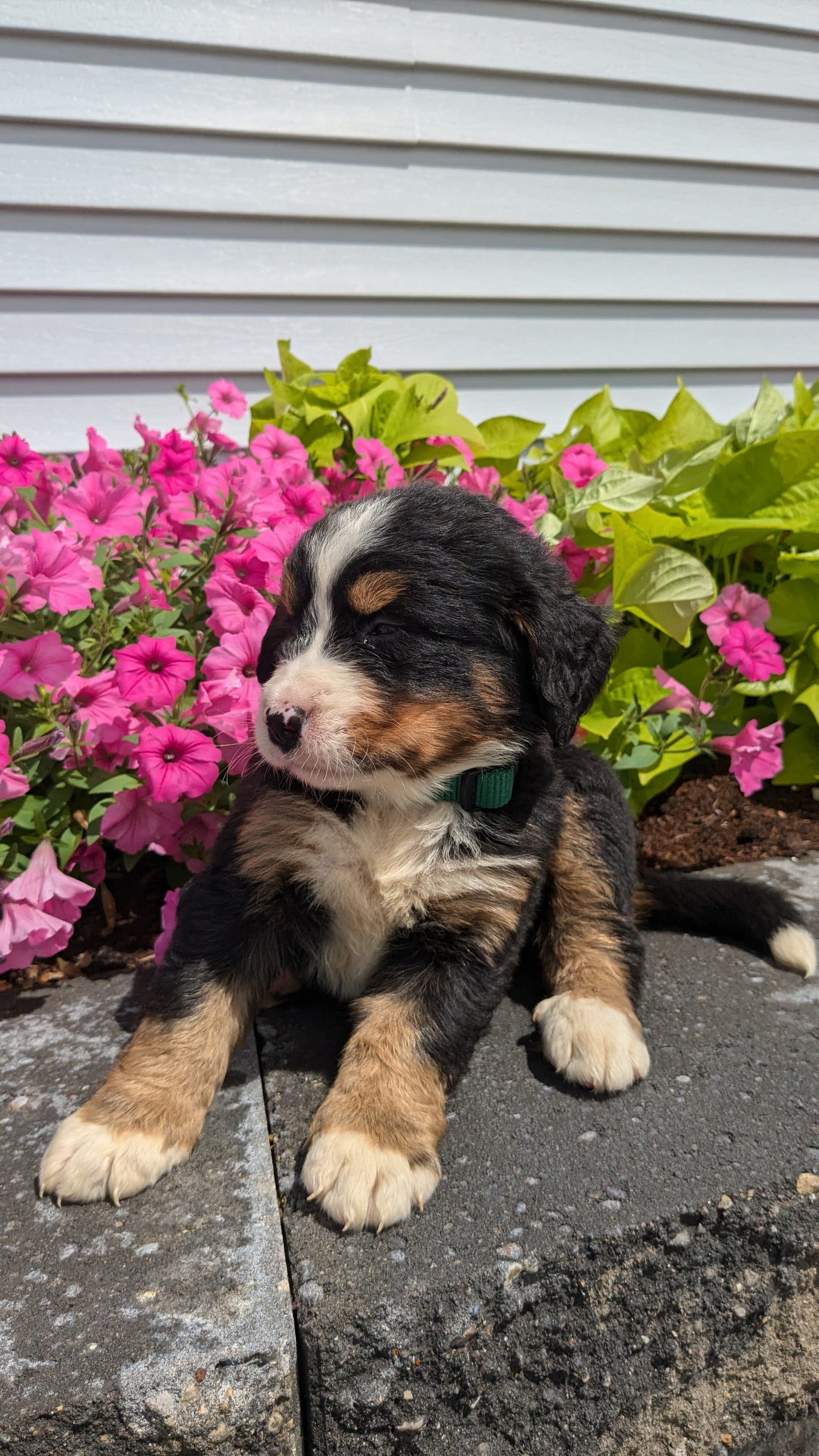 BERNESE MOUNTAIN DOG (06/03) MALE