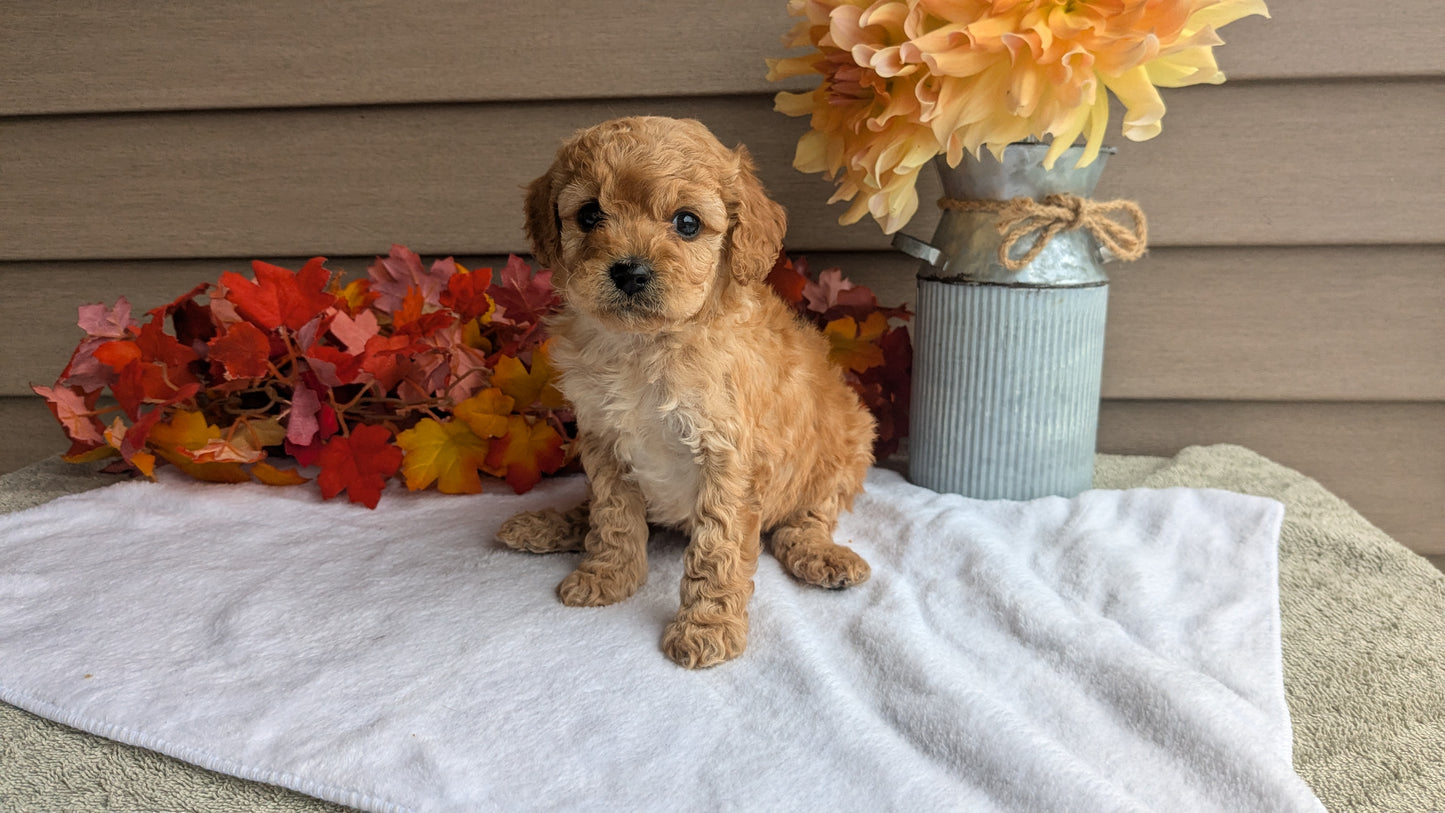 DOXIEPOO (08/19) MALE