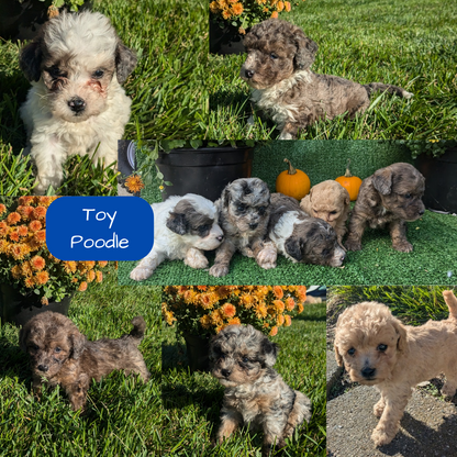 TOY POODLE (08/24) FEMALE