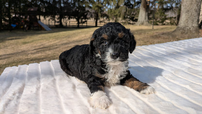 MINI BERNEDOODLE (02/03) FEMALE