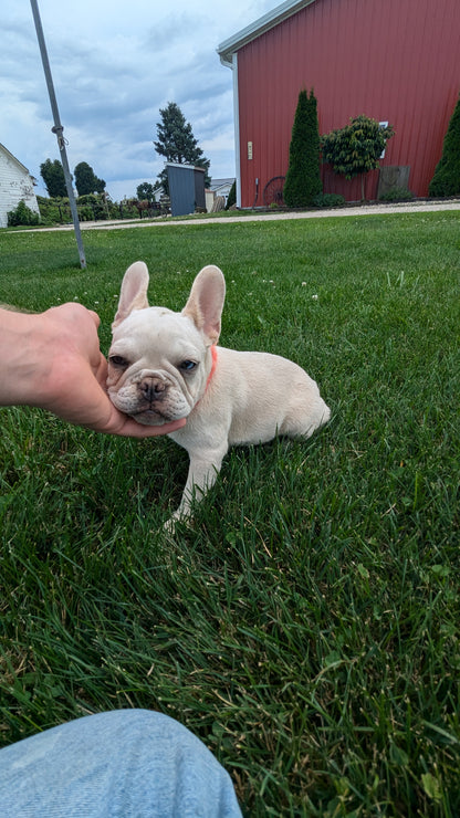 FRENCH BULLDOG (04/17) FEMALE