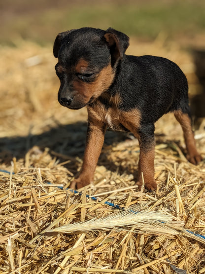 MINI PINSCHER (1/11) FEMALE