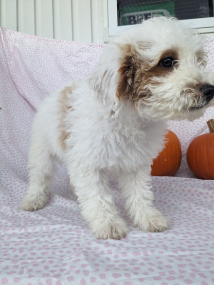 MINI GOLDENDOODLES (TEDDY X KYA)