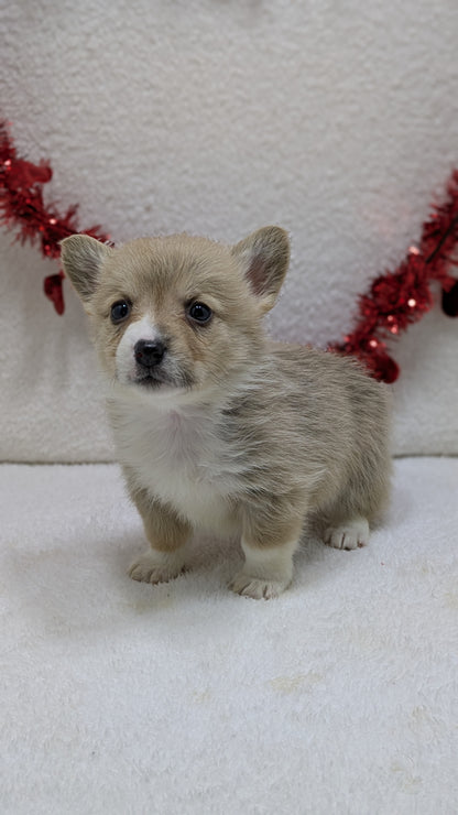 CORGI (12/19) FEMALE