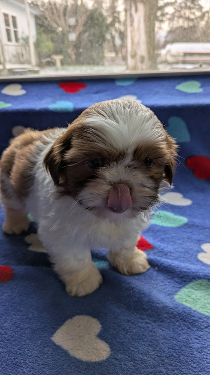 SHIH TZU (10/22) MALE