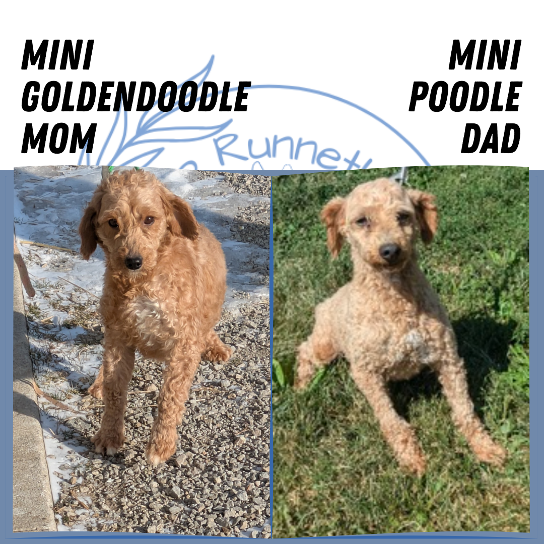 MINI GOLDENDOODLE (12/09) FEMALE