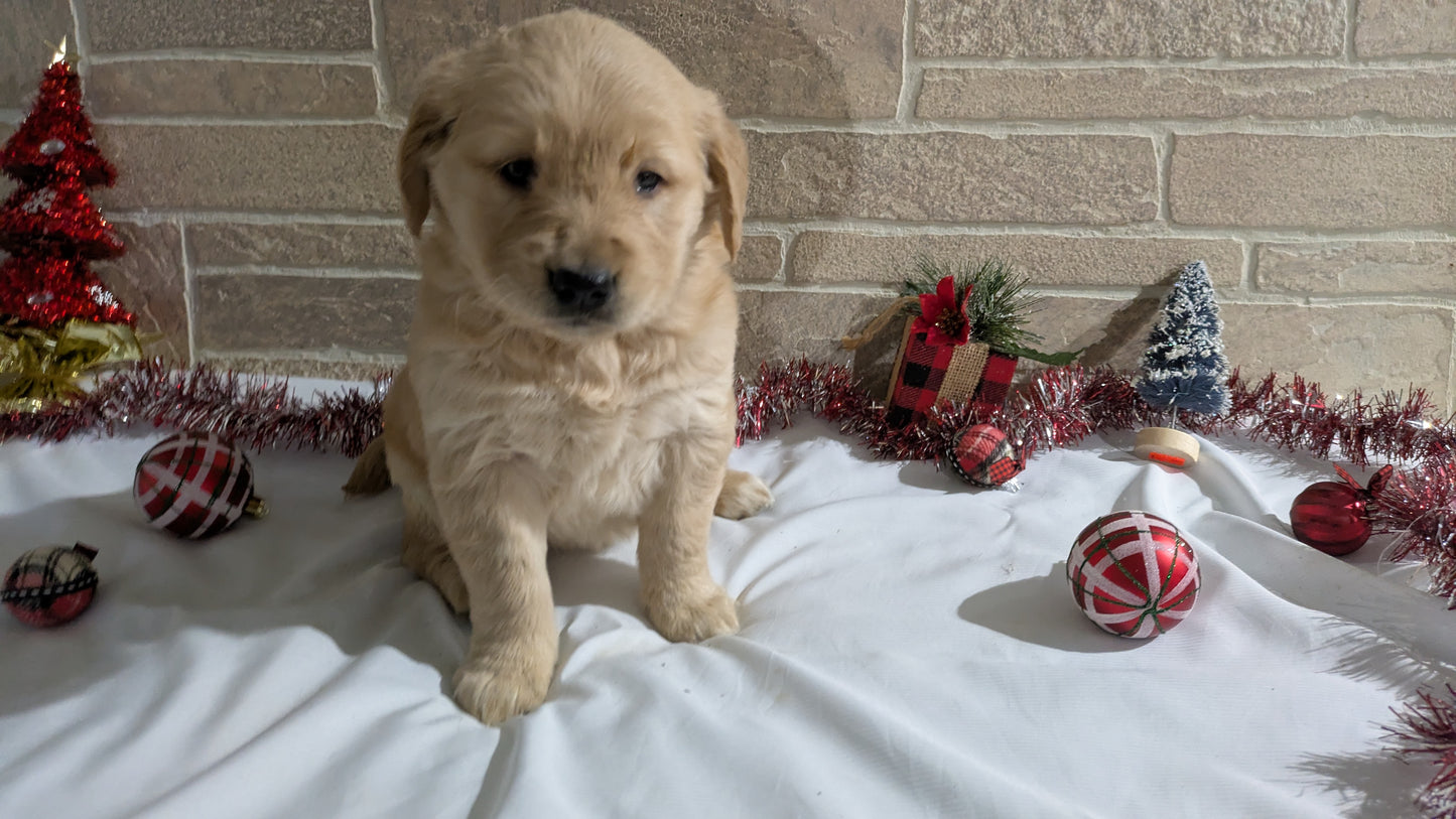 GOLDEN RETRIEVER (11/11) FEMALE