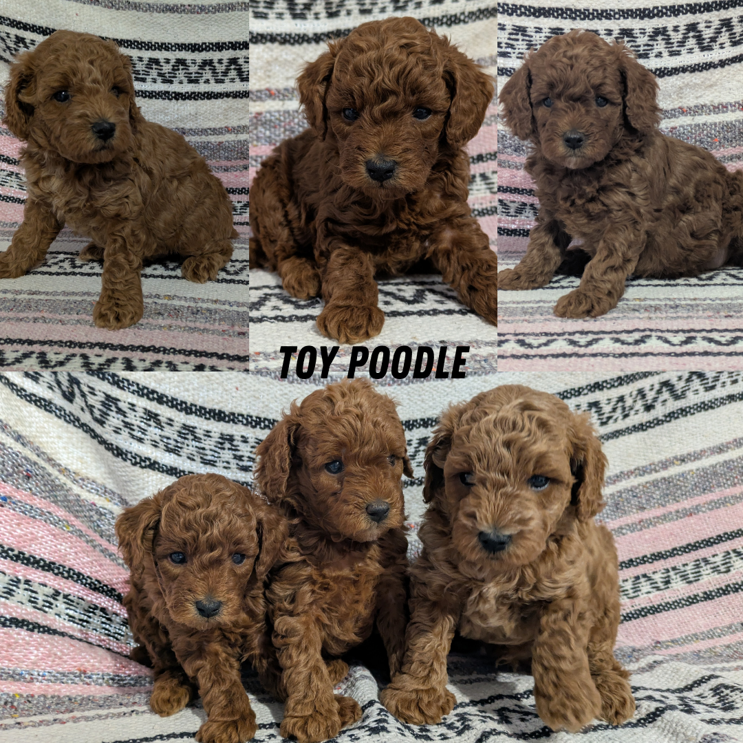 TOY POODLE (12/27) FEMALE