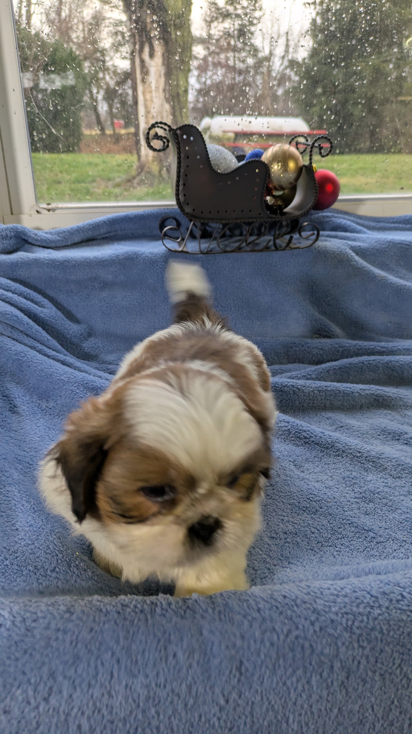 SHIH TZU (10/30) MALE