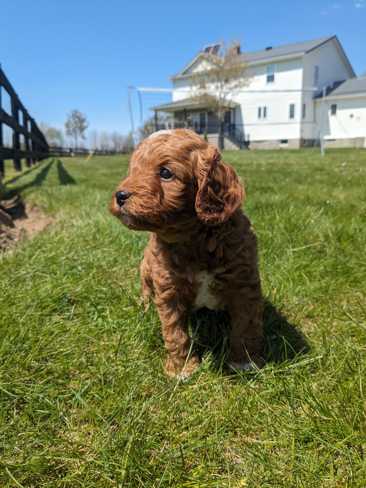 CAVAPOO (03/17) MALE