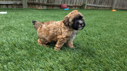 CAVAPOO (05/15) MALE