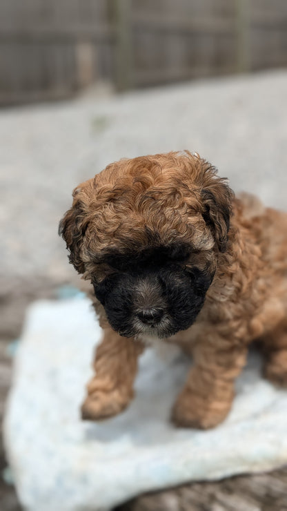 CAVAPOO (05/15) MALE