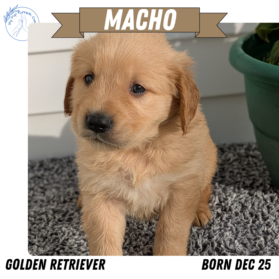 GOLDEN RETRIEVER (12/25) MALE