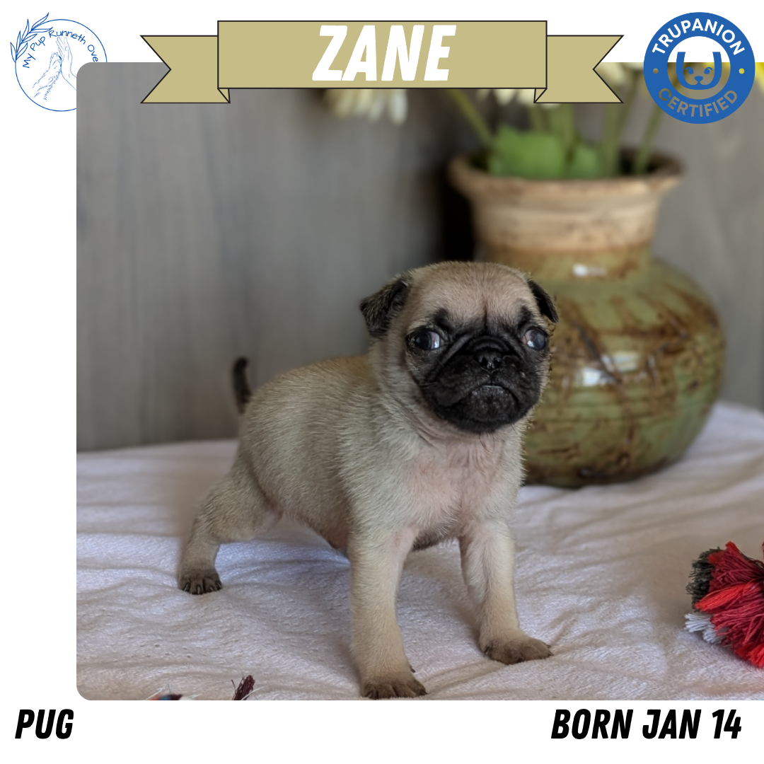 PUG (01/10) MALE