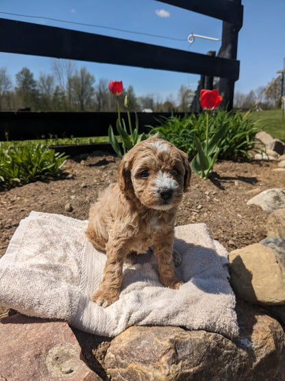 CAVAPOO (03/17) FEMALE