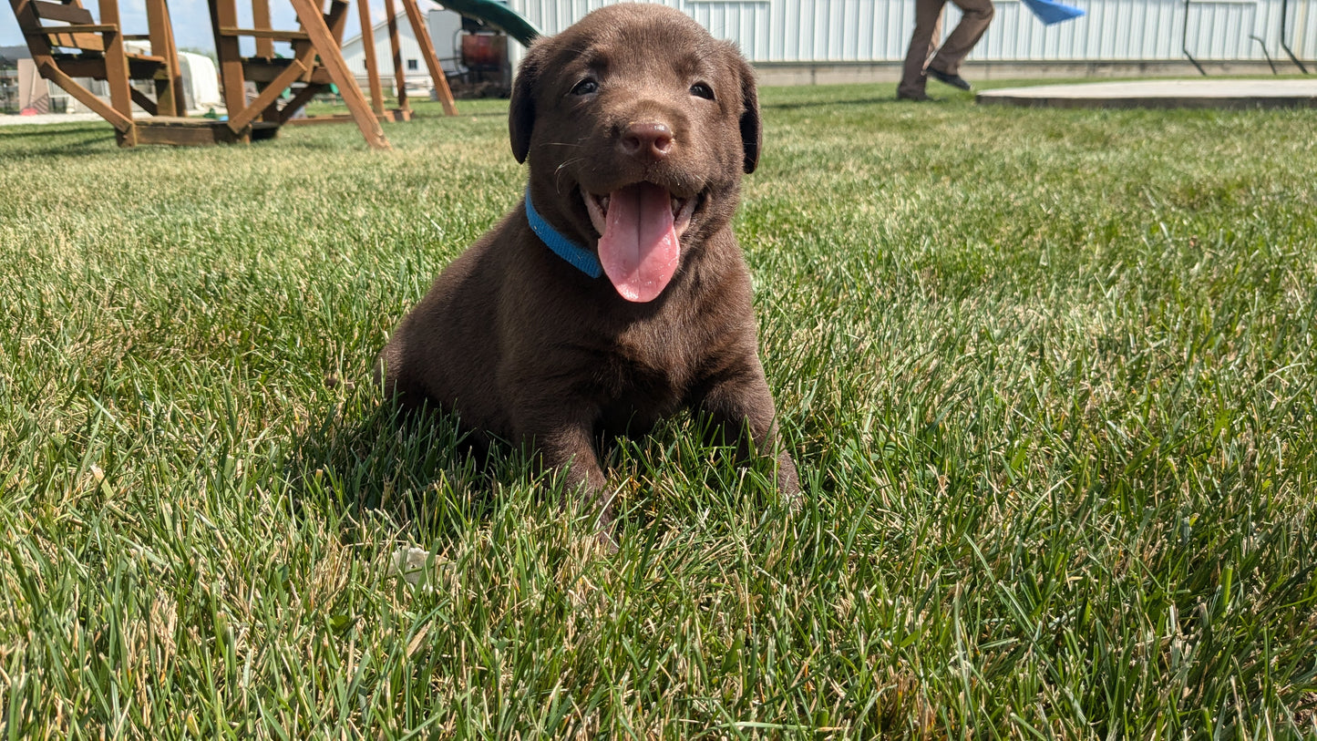 LABRADOR RETRIEVER (08/01) MALE