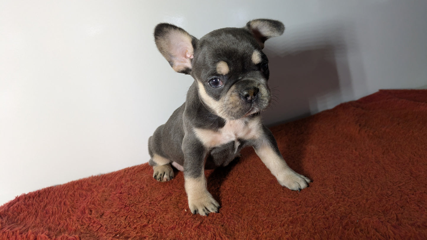 FRENCH BULLDOG (12/21) FEMALE