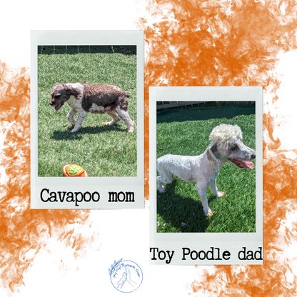 COCKAPOO (05/02) MALE