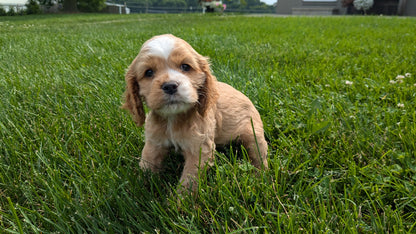 COCKER SPANIEL (06/21) FEMALE