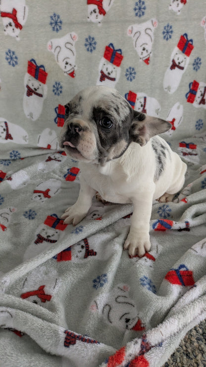 FRENCH BULLDOG (11/01) FEMALE