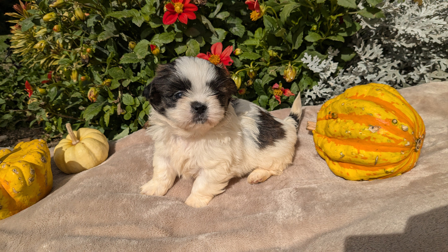 SHIH TZU (09/06) FEMALE