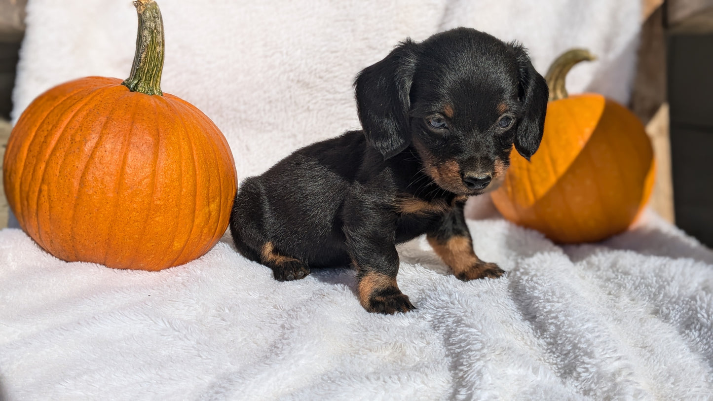 MINI DACHSHUND (07/22) FEMALE