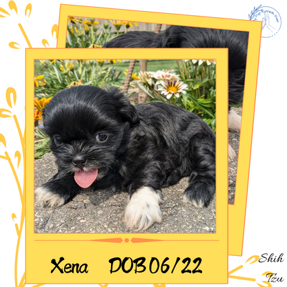 SHIH TZU (06/22) FEMALE