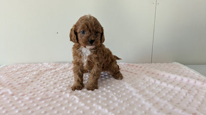 CAVAPOO (12/31) FEMALE