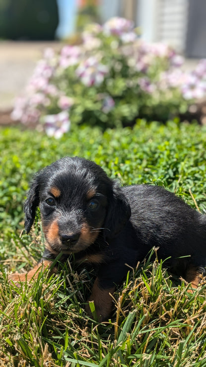 DACHSHUND (05/20) MALE