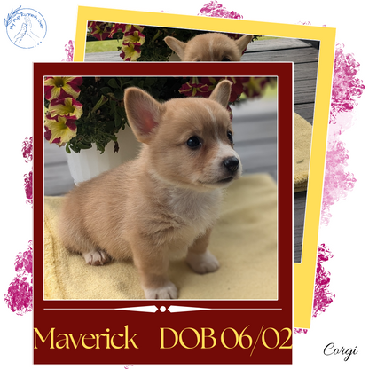 CORGI (06/02) MALE