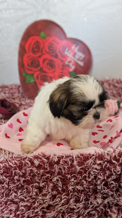 SHIH TZU (12/08) MALE