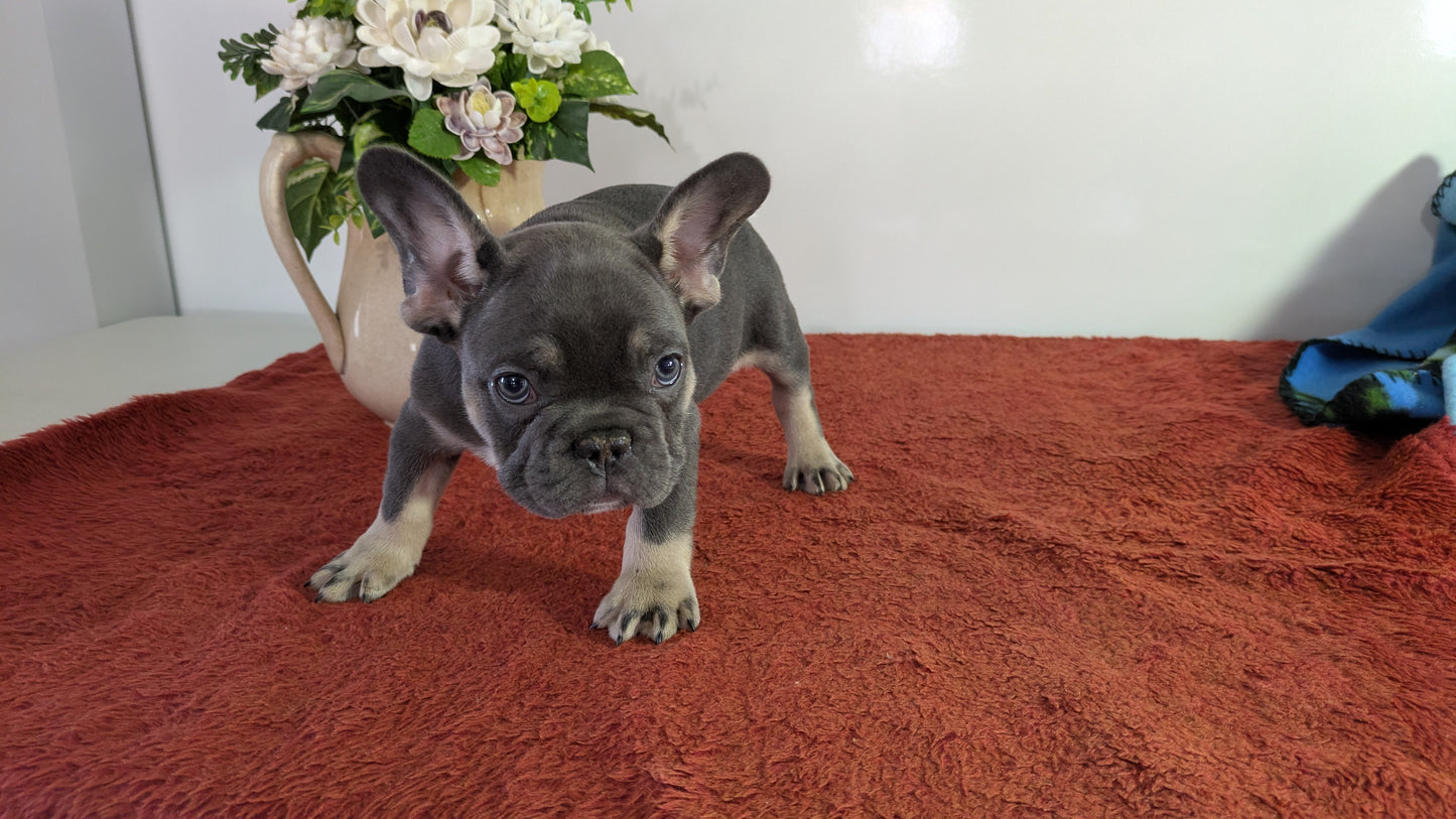 FRENCH BULLDOG (12/21) MALE