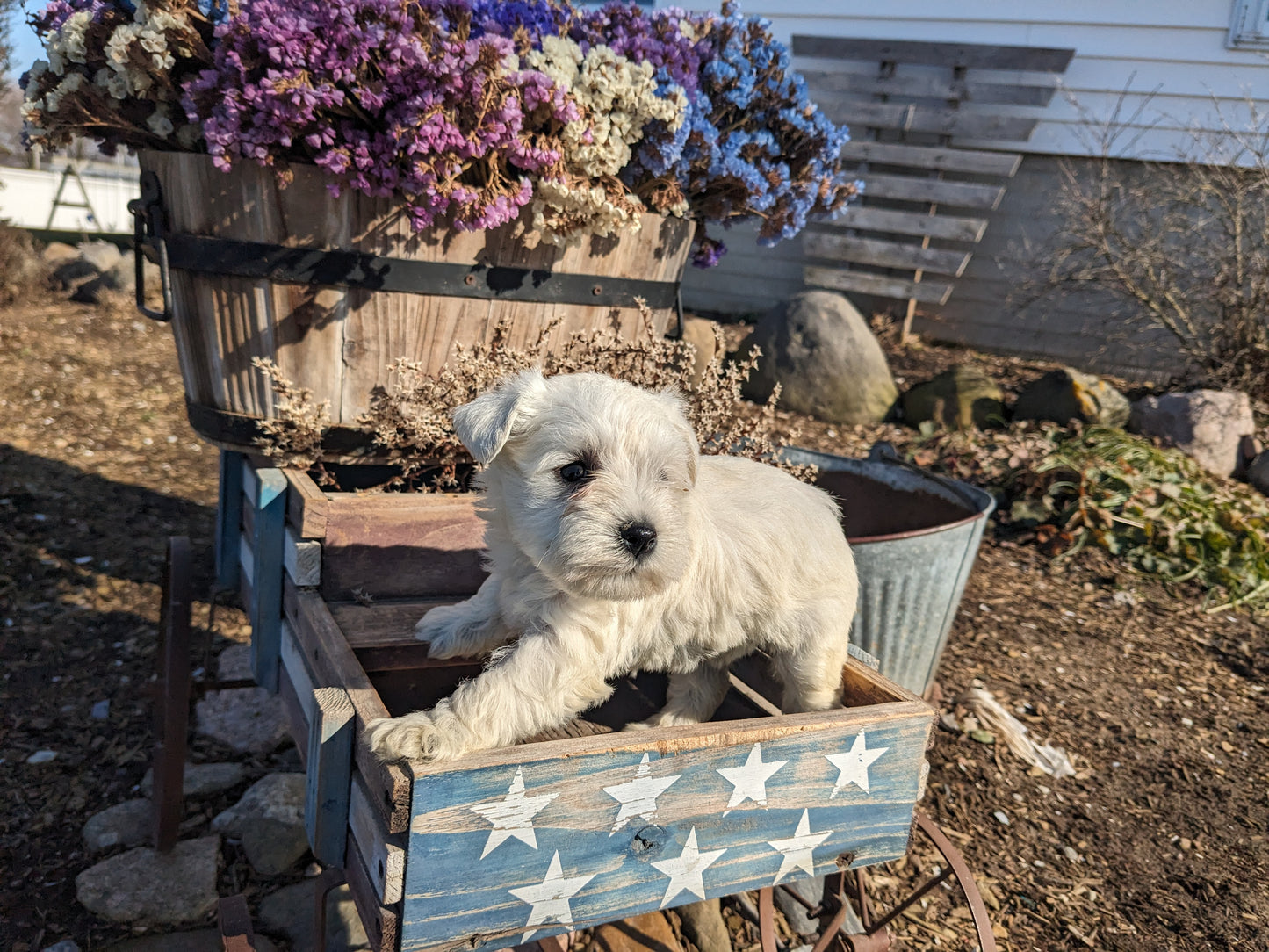 MINI SCHNAUZER (12/27/23) FEMALE