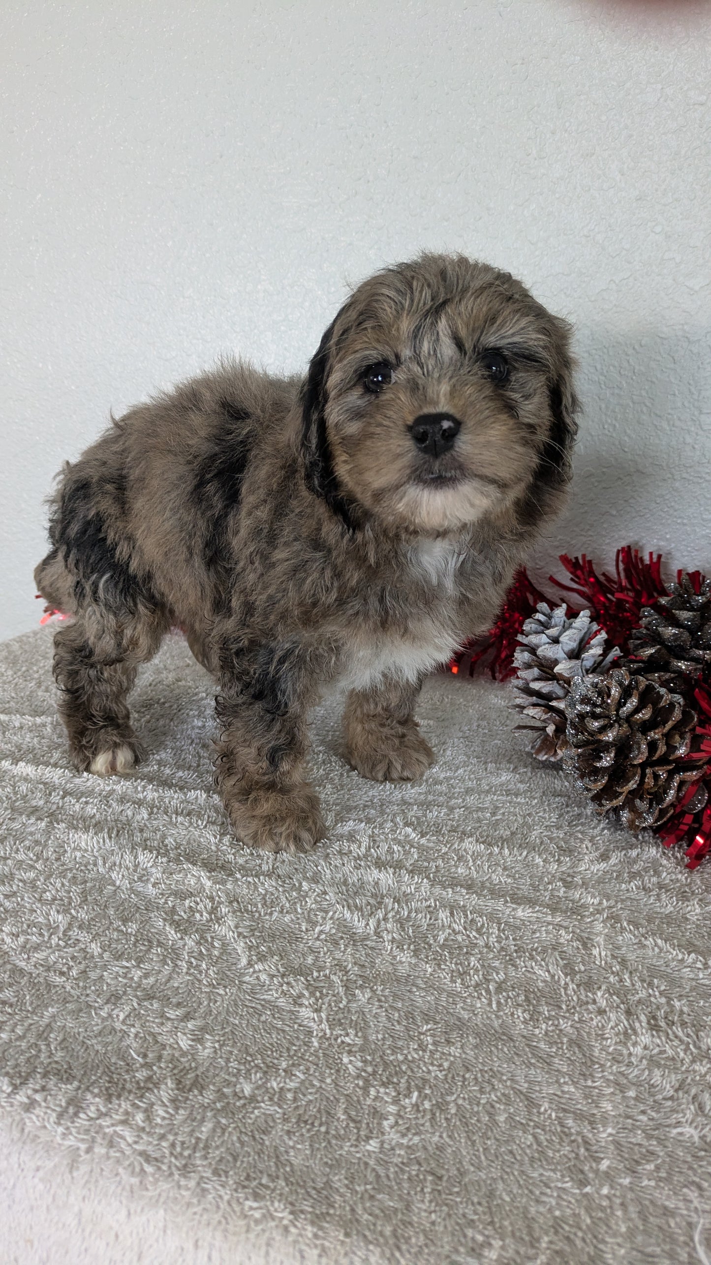 MINI BERNEDOODLE (10/14) FEMALE