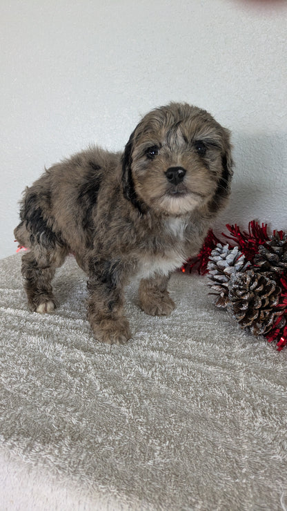 MINI BERNEDOODLE (10/14) FEMALE