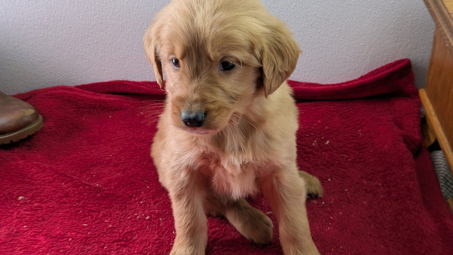 GOLDEN RETRIEVER (11/17) FEMALE